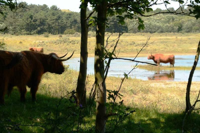 Apartament La Tulipe Egmond aan den Hoef Zewnętrze zdjęcie